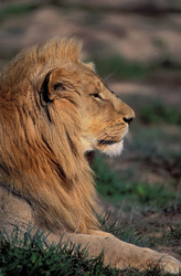 Impressive lion portrait from the side at Garden Route Game Lodge
