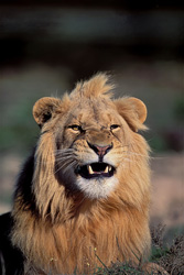 Lion majestueux (Panthera leo) montrant ses impressionnantes dents au Garden Route Game Lodge