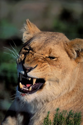 Lionne menaçante au Garden Route Game Lodge, Afrique du Sud