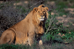 Lion africain majestueux à la Garden Route Game Lodge en Afrique du Sud