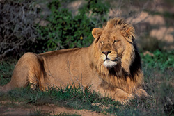 Lion africain majestueux se repose