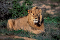 Lion majestueux en pause