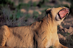 Lionne majestueuse baillant et montrant ses impressionnantes dents