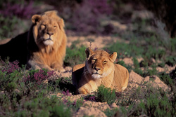 Un couple majestueux de lions (Panthera leo) au milieu de la nature sauvage fleurissante d'Afrique du Sud