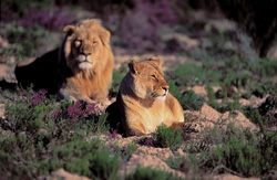 Couple majestueux de lions dans un environnement fleuri