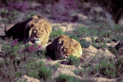 Coppia maestosa di leoni (Panthera leo) circondata da fiori selvatici nella natura