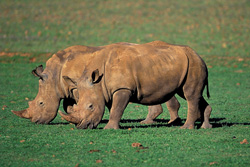 Nashorn