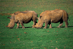 Rhinocéros blancs majestueux dans leur environnement naturel