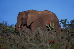 Un maestoso elefante africano in mezzo all'Aloë Ferox in fiore