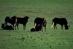 Gnu