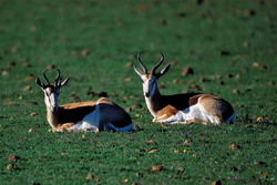Resting Springboks (Antidorcas marsupialis) on a green meadow at Garden Route Game Lodge, Western Cape, South Africa