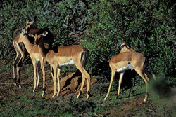 Antilopes à dos noir gracieuses (Aepyceros melampus) dans leur environnement naturel