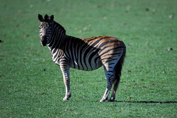 Zebra