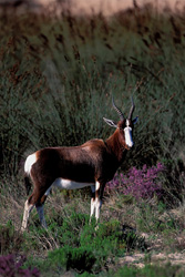 Seltener Buntbock in der Wildnis des Bontebok Nationalparks bewundern