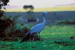 Une grue du paradis majestueuse dans son environnement naturel