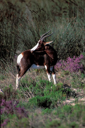 Découvrez la beauté du rarissime Bontebok dans la nature sauvage sud-africaine