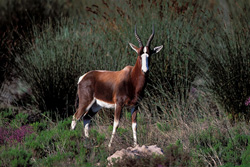Bouquetin coloré dans les buissons - Une rencontre rare dans le parc national de Bontebok
