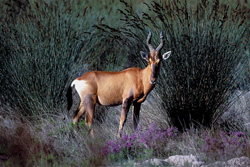Discover the rare Pied Buck and its unique beauty