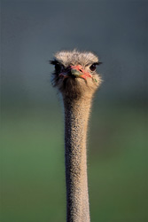 Ostrich