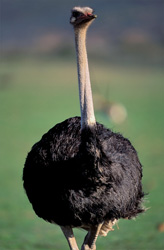Retrato impresionante de un avestruz africano (Struthio camelus australis)