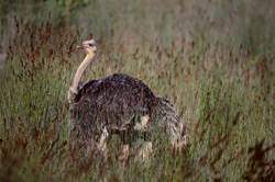 Maestoso struzzo africano esplora la natura selvaggia dell'Eastern Cape
