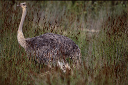 Osservare uno struzzo africano maestoso nella natura selvaggia