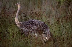 Encuentro con una imponente avestruz africana en el Parque Nacional de Elefantes de Addo