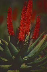 L'Aloe Ferox sauvage - Remède naturel et accroche-regard