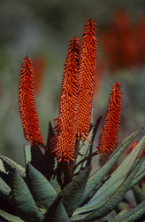Explore the Fascinating World of Blooming Aloe Ferox in South Africa