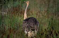 Un avestruz africano majestuoso (Struthio camelus australis) en la hierba alta