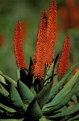 Cape Aloe