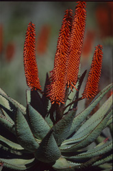 La beauté mystérieuse de l'Aloe Ferox sauvage en Afrique du Sud
