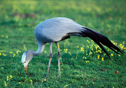 A Blue Crane searching for food in a blooming flower meadow