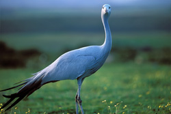 Unique portrait of a Blue Crane in a picturesque setting