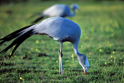 Découvrez les fascinantes grues paradisiaques dans la nature sauvage d'Afrique du Sud