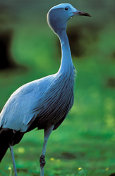 Vue unique : Grue paradisiaque dans son environnement naturel