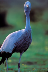 Une grue paradisiaque (Anthropoides paradiseus) se montre dans toute sa beauté