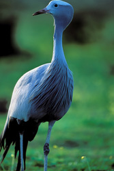 An elegant Blue Crane wanders through the idyllic meadow in search of food
