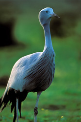 Un gruiforme del paraíso majestuoso en su entorno natural