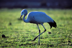 Una rara grulla paraíso explora un prado verde en busca de alimento