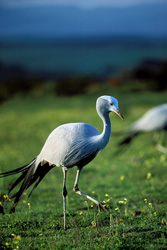 Gracieuses grues paradis à la recherche de nourriture au crépuscule