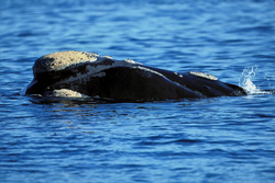 Southern Right Whale with unique callosities on its head in the South Atlantic