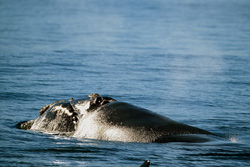 Southern right whale spotted in calm seas in Gansbaai