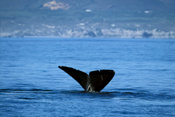 Fascinating Southern Right Whale with Distinctive Fluke in the Waters around South Africa