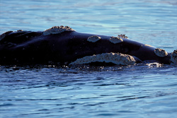 Explore Unique Details of the Southern Right Whale Up Close