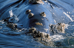 Fascinating Southern Right Whale Covered in Barnacles in Gansbaai, Western Cape, South Africa