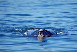 Encounter with a Majestic Southern Right Whale in Gansbaai, South Africa