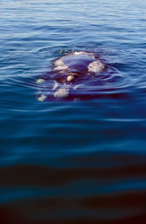 A majestic Southern Right Whale in Walker Bay, South Africa
