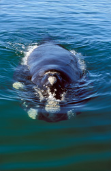 Unique Features of the Southern Right Whale - Fascinating Insights into the World of the Giants of the Sea