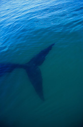 The Fluke of the Southern Right Whale - an Impressive Underwater Display